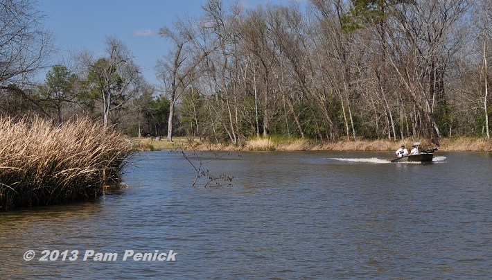 Lake Livingston, I presume? Birding and boating in the East Texas pineywoods