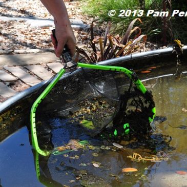 pond cleaning Archives - Digging