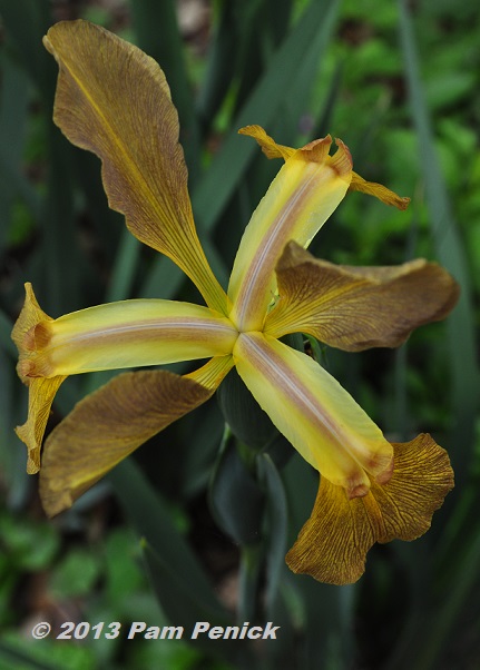Plant This: Spuria iris bloom at last