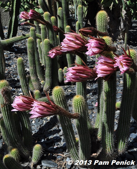 Visit to Lotusland, part 5: Cactus Garden