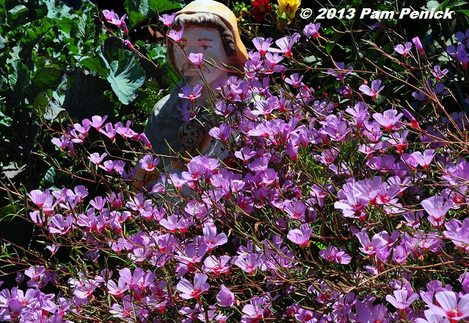 Plant-stravaganza at Annie's Annuals: San Francisco Garden Bloggers Fling