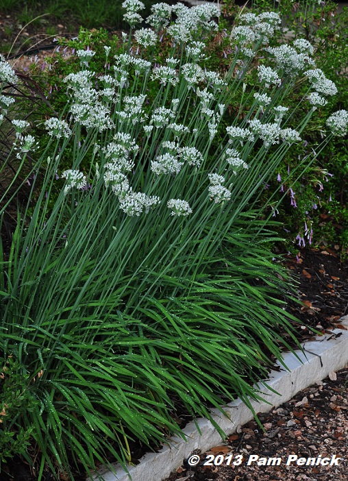Plant This: Honeybees love garlic chives and so will you