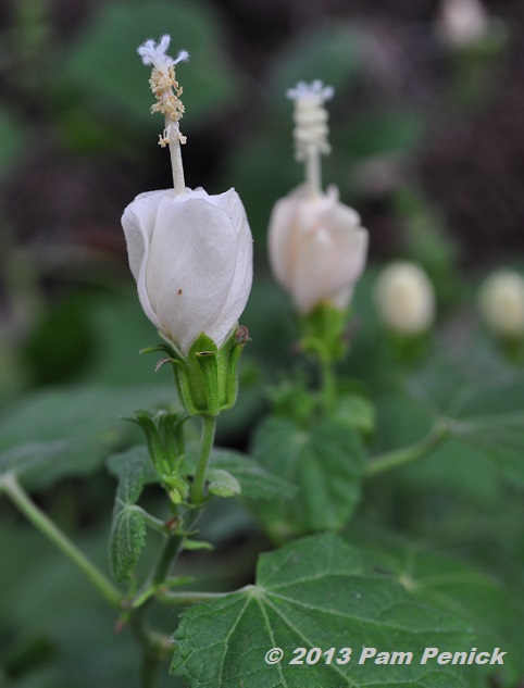 Plant This: White Turk's cap