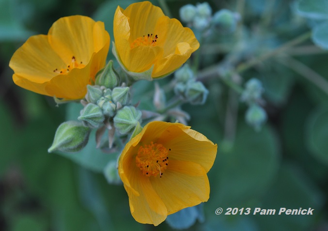 Plant This: Indian mallow