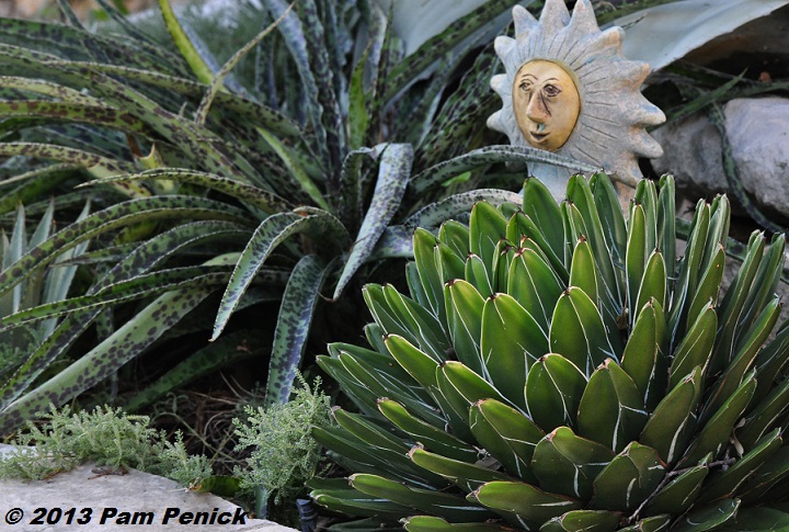 Plant This: Queen Victoria agave