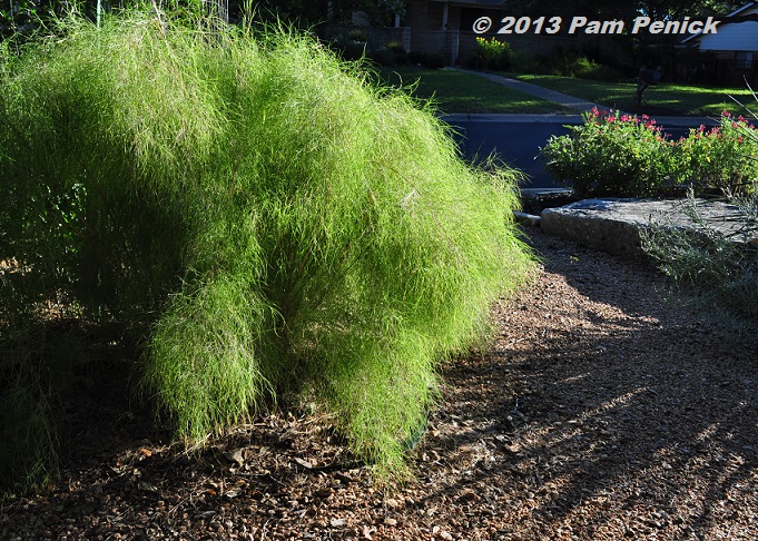 Plant This: Bamboo muhly for Foliage Follow-Up
