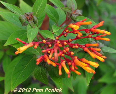 Plant This: Dwarf firebush ignites the fall garden