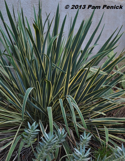 Bright Edge yucca brightens up a December Foliage Follow-Up