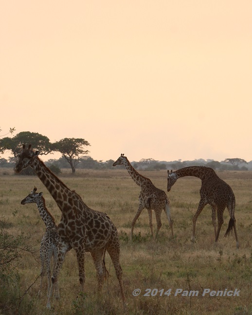 Tanzanian safari: Tent camp on the Serengeti, crocodiles, and soaring over volcanoes