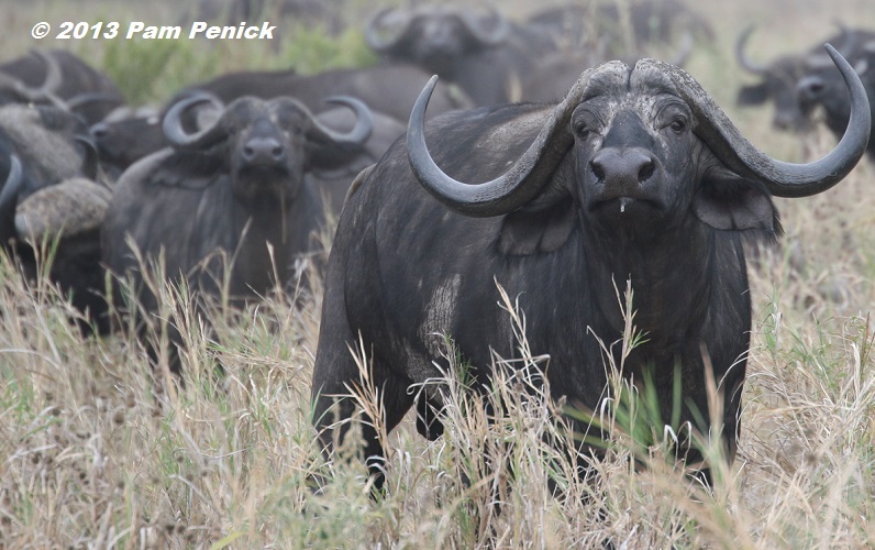 Tanzanian safari: Elephants, lions, and baobabs in Tarangire National Park