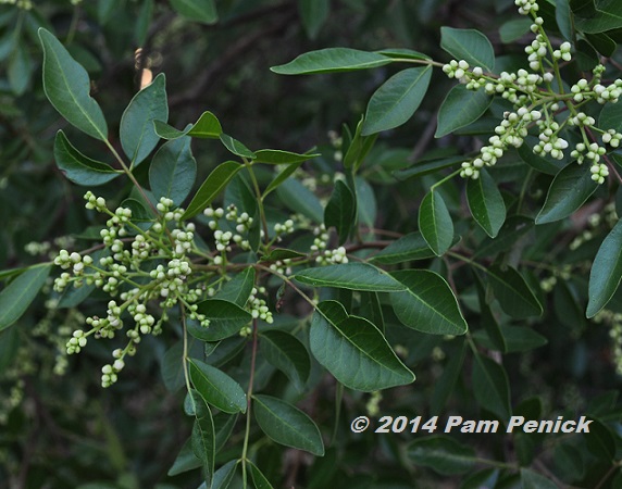 Plant This: Evergreen sumac