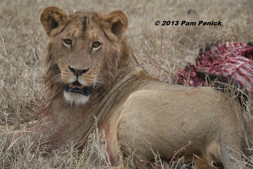 Tanzanian safari: Ngorongoro Crater