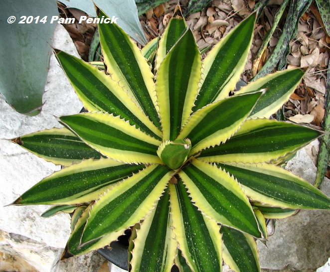 Plant This: Agave lophantha 'Quadricolor'