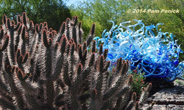 Visit to Desert Botanical Garden and Chihuly Exhibit: Entry Garden and Desert Wildflower Loop
