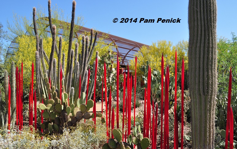 Visit to Desert Botanical Garden and Chihuly Exhibit: Cactus and Succulent Galleries