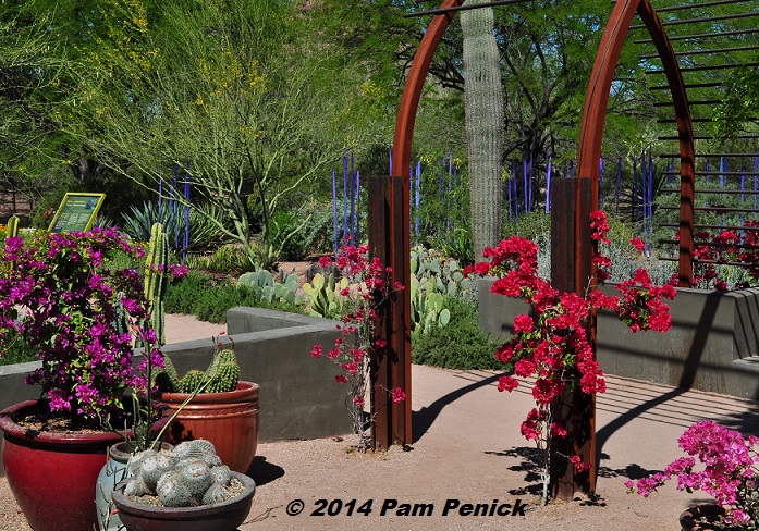 Visit to Desert Botanical Garden and Chihuly Exhibit: Archer House garden and Desert Living Trail