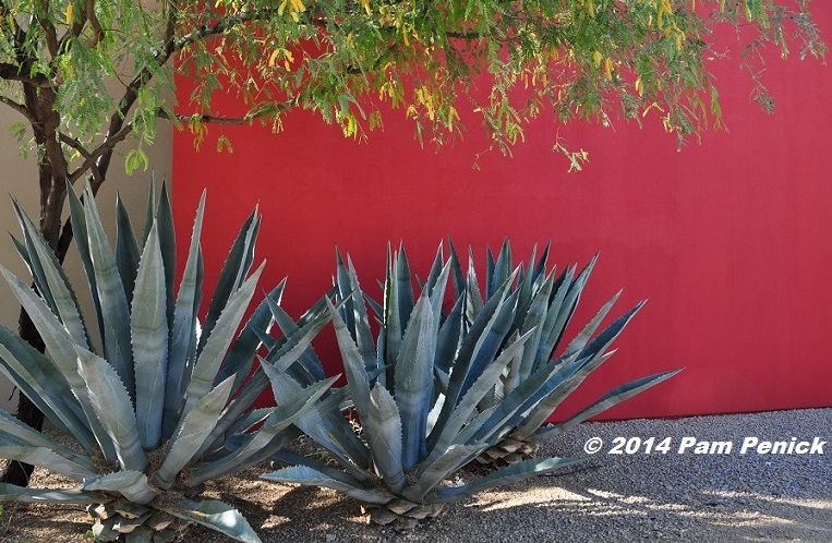 Color-drenched walls and desert beauty in Steve Martino-designed Palo Christi Garden