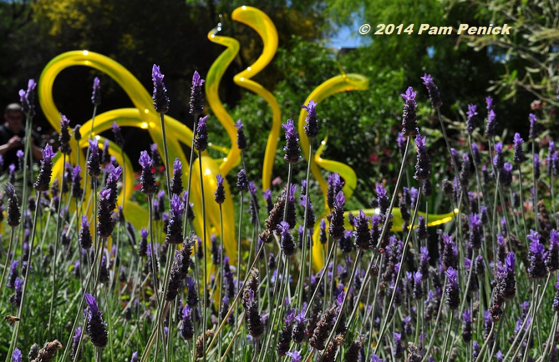 Visit to Desert Botanical Garden and Chihuly Exhibit: Edible Garden, palo verde splendor, and Chihuly balloons