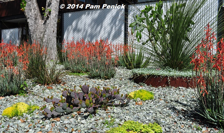 Drive-By Gardens: Aloes abloom in modern dry garden of Karen Lantz