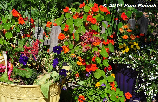 Colorful desert garden of Noelle Johnson, Arizona Plant Lady