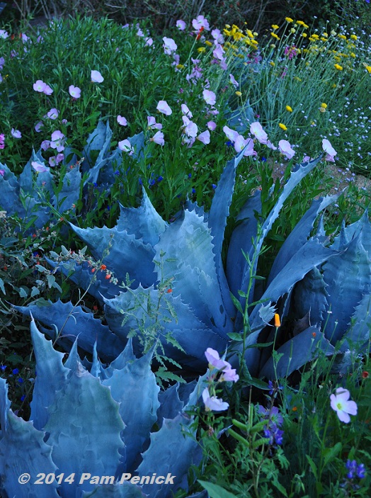 Visit to Desert Botanical Garden and Chihuly Exhibit: Desert twilight and Chihuly after dark