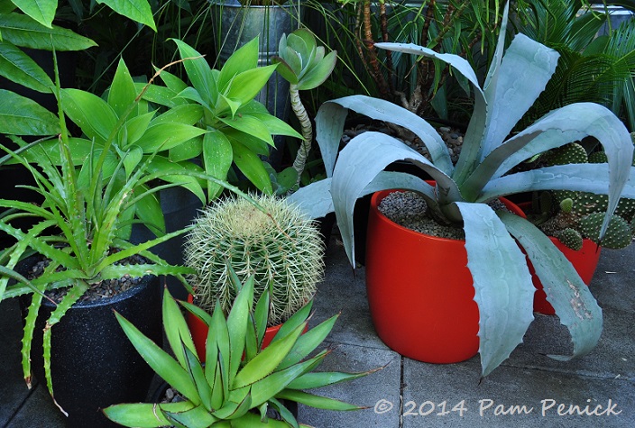 Loree Bohl's Danger Garden: Portland Garden Bloggers Fling