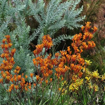 kangaroo paws acacia