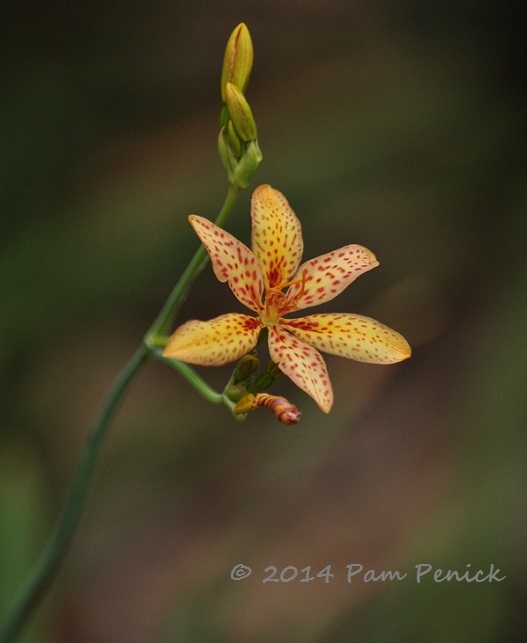 Plant This: Candy lily blooms are a sweet surprise