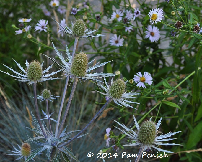 Checking out Chickadee Gardens: Portland Garden Bloggers Fling