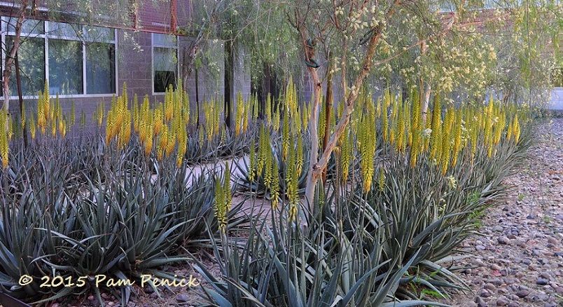 Palo verde paradise at Arizona State University Polytechnic campus