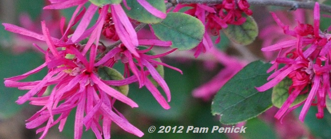 Plant This: Chinese fringeflower