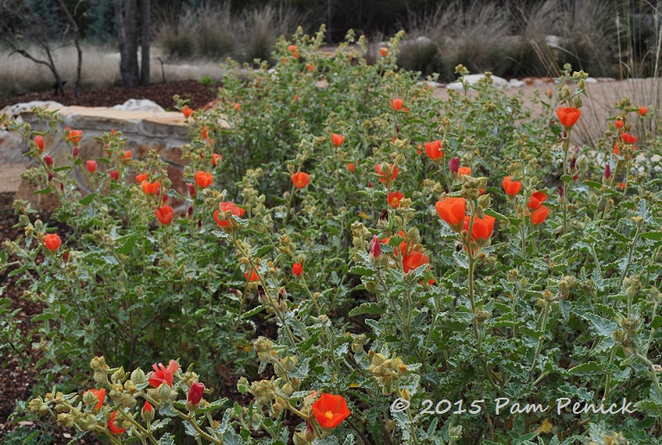 Gorgeous weeds and walls at the Wildflower Center