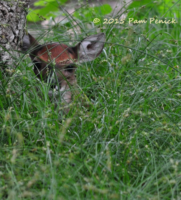 Fawning over this garden visitor