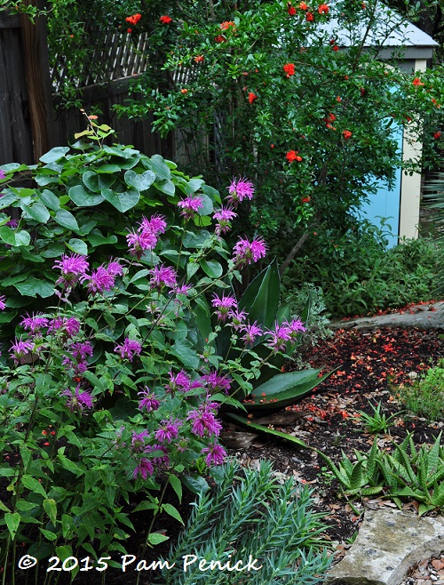 Plant This: Peter's Purple bee balm, a pied piper for hummingbirds