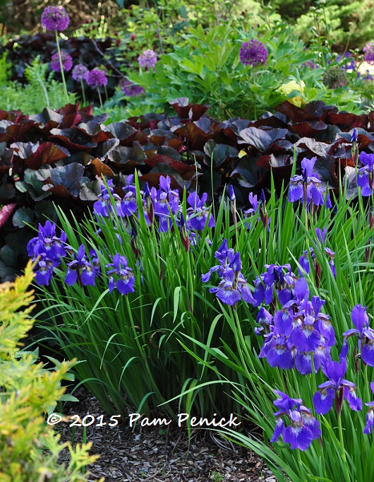 Golden brocade garden of Marion Jarvie: Toronto Garden Bloggers Fling