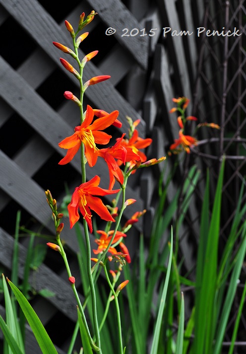 Crocosmia crush