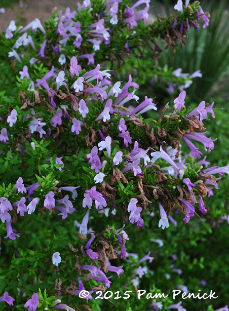 Mexican oregano and a tall, dark, handsome partner