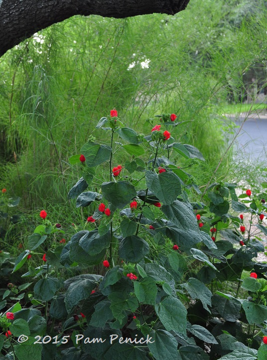 Plant This: Turk's cap