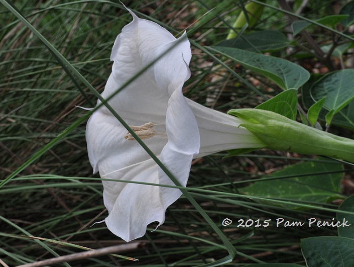 X marks the datura