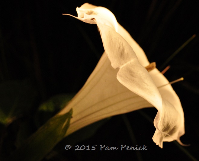 Night-blooming datura glows in the moonlight garden