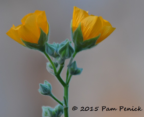 Mellow mallow on Monday