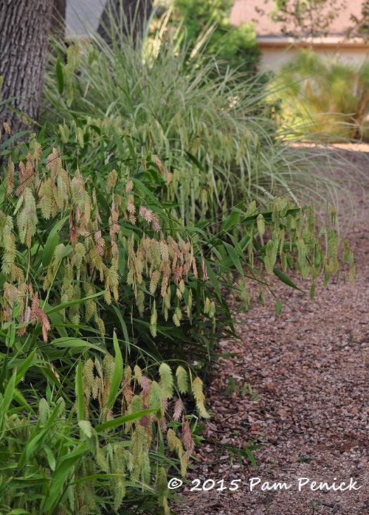 Plant This: Inland sea oats