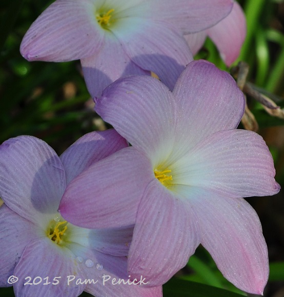 Rain lilies abloom high and low