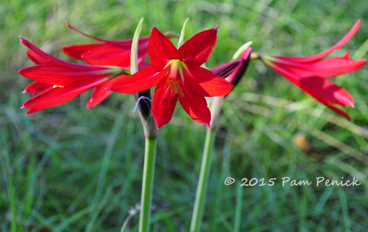 Oxblood lilies pop up after first fall rain