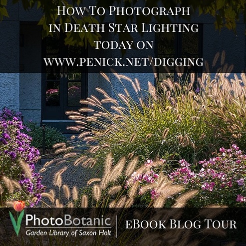 Shooting a garden in Death Star light and a PhotoBotanic GIVEAWAY