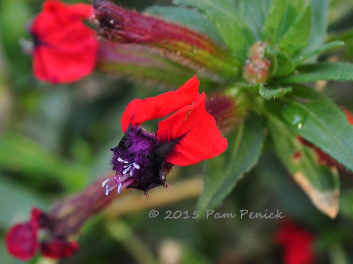 Plant This: Bat-face cuphea, perfect for Halloween in Austin