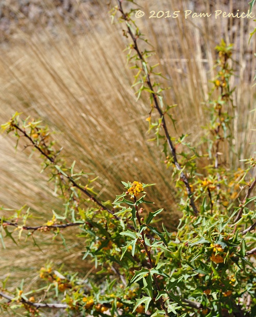 Dry and Mighty: How to design a dry garden