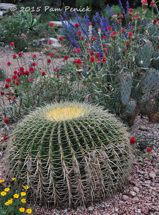 Blowsy autumn beauty at Rollingwood Waterwise Garden