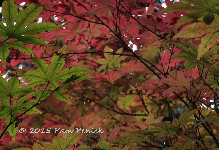Foliage Follow-Up in Zilker's Japanese Garden