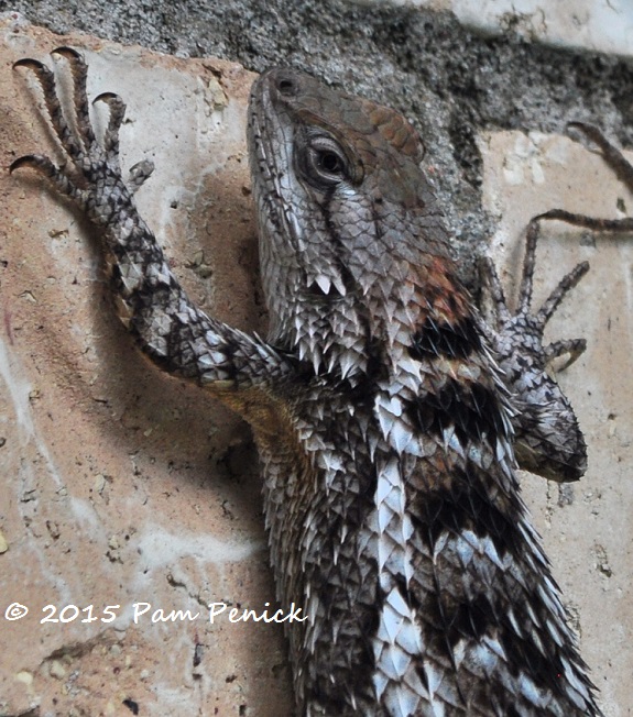 Lazing Texas spiny lizards